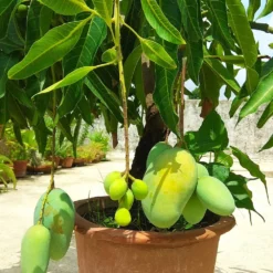 Glenn Mango Tree -Deals Blossom Vines Store Glenn Mango 1 BB