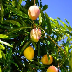 Mango Kit -Deals Blossom Vines Store Glenn Mango 6