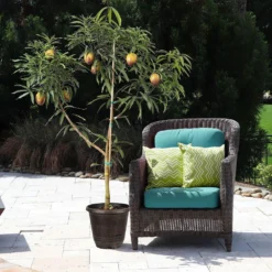 Glenn Mango Tree -Deals Blossom Vines Store Glenn Mango 8 BB