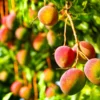 Glenn Mango Tree -Deals Blossom Vines Store Glenn Mango BB 600x600 a5558950 f2b0 4837 a9dd 67717ddd08d7