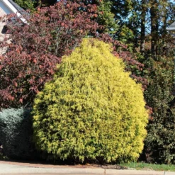 Gold Mop Cypress Tree -Deals Blossom Vines Store Gold Mop Cypress 1B BB