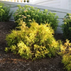 Gold Mop Cypress Tree -Deals Blossom Vines Store Gold Mop Cypress 2 BB