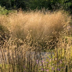 Golden Dew Tufted Hair Grass -Deals Blossom Vines Store Golden Dew Tufted Hair Grass 3