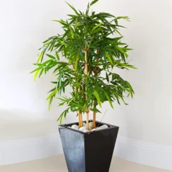 Golden Bamboo Plant -Deals Blossom Vines Store Golden Bamboo 1