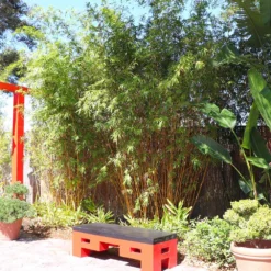 Golden Bamboo Plant -Deals Blossom Vines Store Golden Bamboo 8 BB