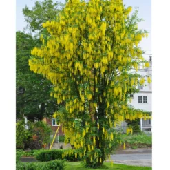 Columnar Goldenchain Tree 8 Columnar Goldenchain Tree -Deals Blossom Vines Store Golden Chaintree Fastigiata 1