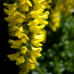 Deals Blossom Vines Store -Deals Blossom Vines Store Golden Chaintree Fastigiata 3