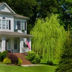 'Golden Curls' Corkscrew Willow Tree -Deals Blossom Vines Store Golden Curls Willow 4