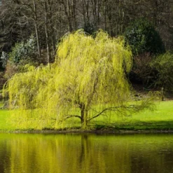 'Golden Curls' Corkscrew Willow Tree -Deals Blossom Vines Store Golden Curls Willow 5