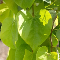 Golden Falls® Redbud Tree 10 Golden Falls® Redbud Tree -Deals Blossom Vines Store Golden Falls Redbud 2