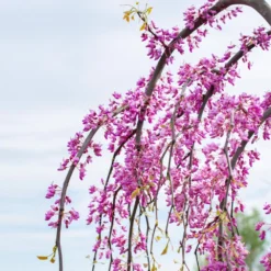 Golden Falls® Redbud Tree 11 Golden Falls® Redbud Tree -Deals Blossom Vines Store Golden Falls Redbud 3
