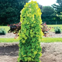New Release 5 Golden Falls® Redbud Tree