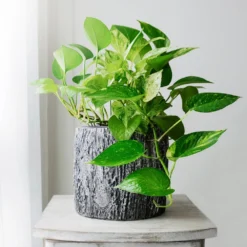 Boho House Plant Kit 12 Boho House Plant Kit -Deals Blossom Vines Store Golden Pothos 1 BB fe7716b0 53ea 49b2 bf92 92606fbfcfd0