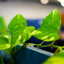 Golden Pothos Plant -Deals Blossom Vines Store Golden Pothos 2 BB