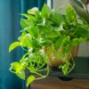 Golden Pothos Plant -Deals Blossom Vines Store Golden Pothos 6 BB