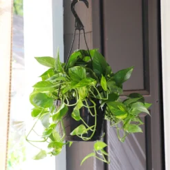 Golden Pothos Plant -Deals Blossom Vines Store Golden Pothos 7