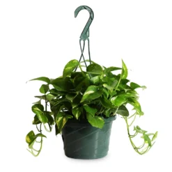 Golden Pothos Plant -Deals Blossom Vines Store Golden Pothos HB 1