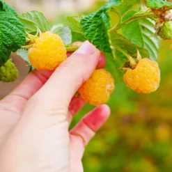 Golden Raspberry Plant -Deals Blossom Vines Store Golden Raspberry 1 BB