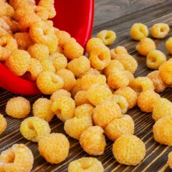 Golden Raspberry Plant -Deals Blossom Vines Store Golden Raspberry 6 BB