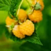 Golden Raspberry Plant 2 Golden Raspberry Plant -Deals Blossom Vines Store Golden Raspberry BB 600x600 ffe5f1de 001d 4f21 be37 4f499e9376fa