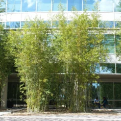 Graceful Bamboo 9 Graceful Bamboo -Deals Blossom Vines Store Graceful Bamboo 2