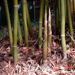 Graceful Bamboo 8 Graceful Bamboo -Deals Blossom Vines Store Graceful Bamboo 4 BB