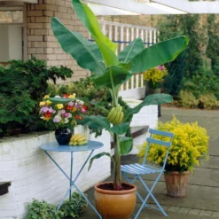 Grand Naine Banana Tree 12 Grand Naine Banana Tree -Deals Blossom Vines Store Grand Naine Nain Banana 4