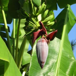 Grand Naine Banana Tree 13 Grand Naine Banana Tree -Deals Blossom Vines Store Grand Naine Nain Banana 6