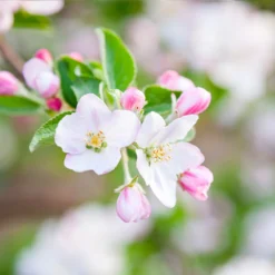 Granny Smith Apple Tree -Deals Blossom Vines Store Granny Smith Apple 5
