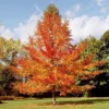 Green Gable Tupelo (Black Gum Tree) -Deals Blossom Vines Store Green Gable Gum 600x600 BB