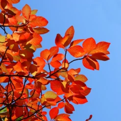 Green Gable Tupelo (Black Gum Tree) -Deals Blossom Vines Store Green Gable Gum 8