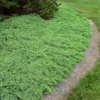 Green Mound Juniper Shrub -Deals Blossom Vines Store Green Mound Juniper BB 600x600 ccea6faf eb41 47ac 9842 cb9bbec70d25