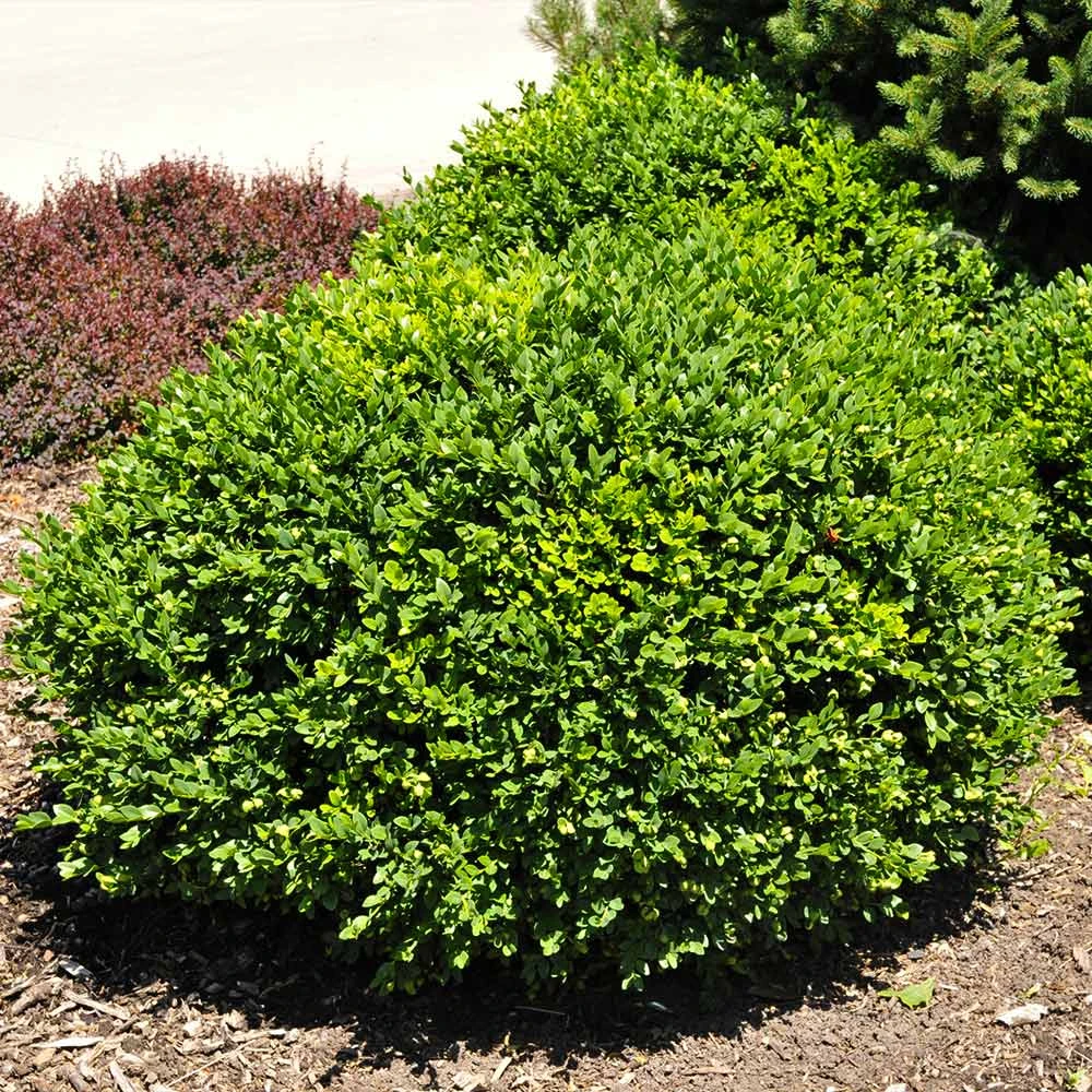 Green Velvet Boxwood Shrub 6 Green Velvet Boxwood Shrub - Image 4