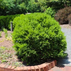 Green Velvet Boxwood Shrub 11 Green Velvet Boxwood Shrub -Deals Blossom Vines Store Green Velvet Boxwood 6 BB