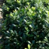 Greenfinity Cherry Laurel 1 Greenfinity Cherry Laurel -Deals Blossom Vines Store Greenfinity Laurel BB 600x600 e5045e4f 23c5 4130 b3fc 2a8b3b4b64d9