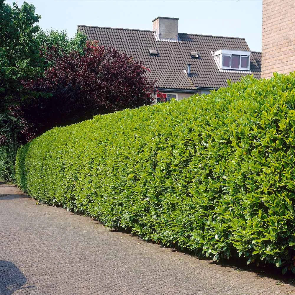 Greenfinity Cherry Laurel 5 Greenfinity Cherry Laurel - Image 3