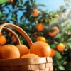 Hamlin Sweet Orange Tree
