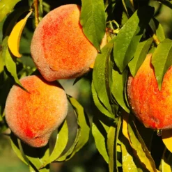Harvester Peach Tree