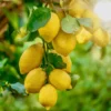 Harvey Lemon Tree -Deals Blossom Vines Store Harvey Lemon 600x600 464c2d91 ef0a 465c afc0 b8734f76e559