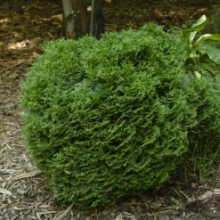 Hetz Midget Arborvitae Shrub -Deals Blossom Vines Store Hetz Midget Thuja 1