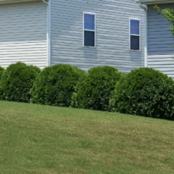 Hetz Midget Arborvitae Shrub -Deals Blossom Vines Store Hetz Midget Thuja 6