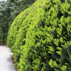 Hicks Yew Tree 10 Hicks Yew Tree -Deals Blossom Vines Store Hicks Yew7 BB