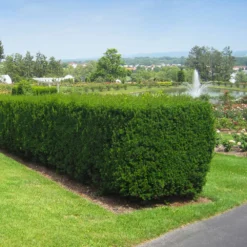 Hicks Yew Tree 11 Hicks Yew Tree -Deals Blossom Vines Store Hicks Yew 1 BB