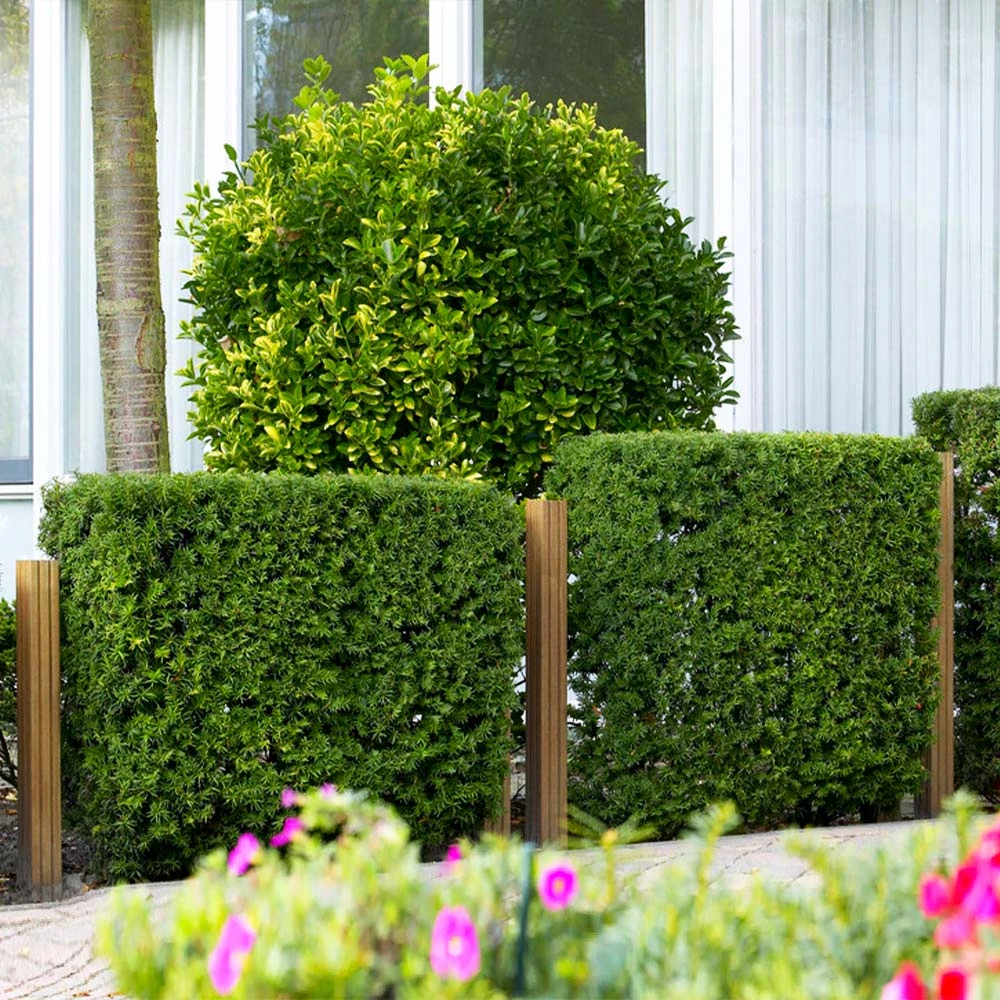 Hicks Yew Tree 7 Hicks Yew Tree - Image 5