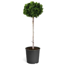 Dwarf Hinoki Cypress Tree 13 Dwarf Hinoki Cypress Tree -Deals Blossom Vines Store Hinoki Cypress Standard 1
