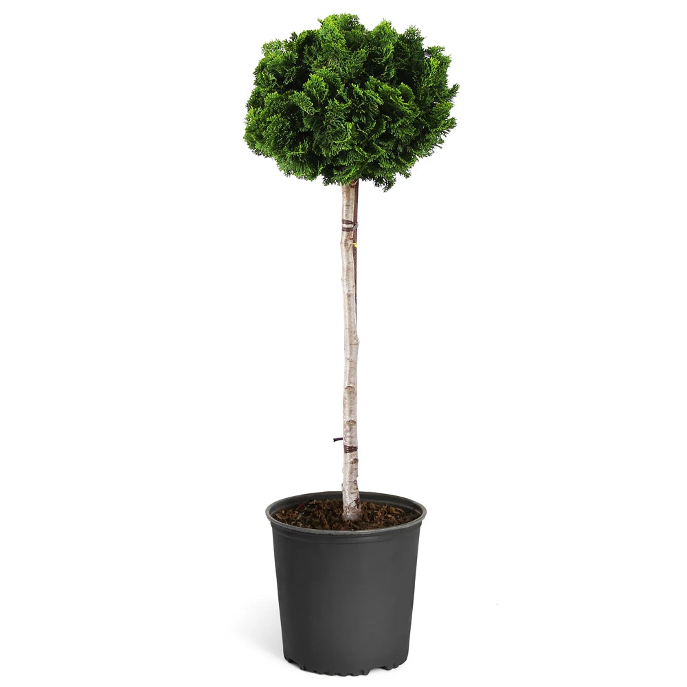 Dwarf Hinoki Cypress Tree 8 Dwarf Hinoki Cypress Tree - Image 6