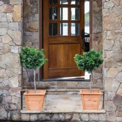 Dwarf Hinoki Cypress Tree 12 Dwarf Hinoki Cypress Tree -Deals Blossom Vines Store Hinoki Cypress Standard 2