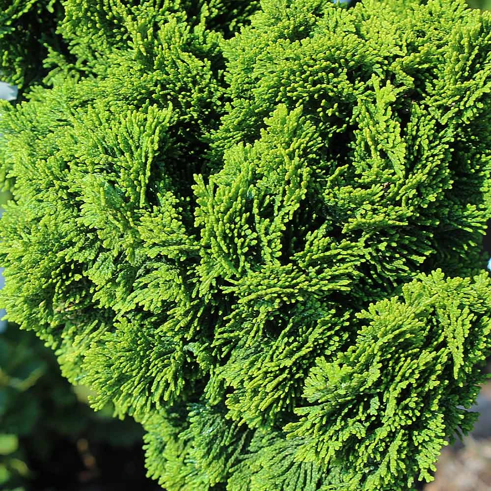 Dwarf Hinoki Cypress Tree 5 Dwarf Hinoki Cypress Tree - Image 3