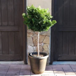 Dwarf Hinoki Cypress Tree 11 Dwarf Hinoki Cypress Tree -Deals Blossom Vines Store Hinoki Cypress Standard 4 BB
