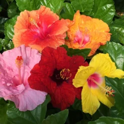 Bloom Bash® Hollywood® Hibiscus -Deals Blossom Vines Store Hollywood Hibiscu BLoom Bash 2